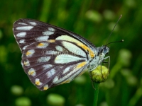 Caper White Butterfly - Belenois java