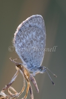 Common Grass Blue 0654