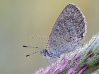 Common Grass Blue 1280