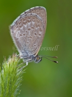 Common Grass Blue  3323