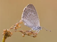 Common Grass Blue 3840