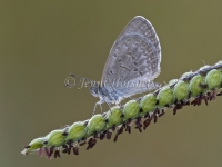 Common Grass Blue