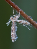 Dewy Plume Moth 4973