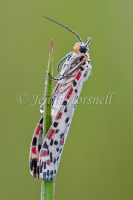 Heliotrope Moth  - Utetheisa pulchelloides 4473