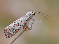 Heliotrope Moth - Utetheisa pulchelloides