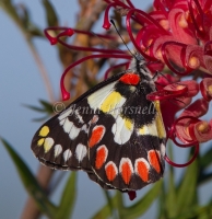 Red-Spotted Jezebel – Delias aganippe 2546