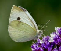 Caper White - Pieris rapae 4020