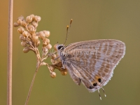 Long-tailed Pea-blue - Lampides boeticus