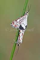 Heliotrope Moths Mating - Utetheisa pulchelloides 2435