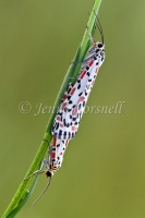 Heliotrope Moths Mating - Utetheisa pulchelloides