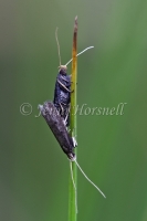 Mating Moths 1139
