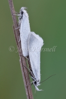 Mating Moths 4922