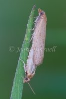 Mating Moths 5388