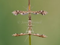Plume Moths Mating  - Family Pterophoridae 5610