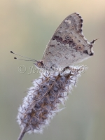Meadow Argus Butterfly - Junonia villida  4256