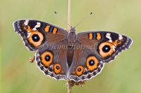 Meadow Argus Butterfly - Junonia villida