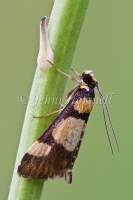 Moth 0391