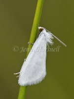 Moth 5232