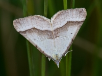 Moth 9985