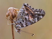 Australian Painted Lady - Vanessa kershawi