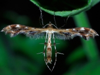 Plume Moth - Family Pterophoridae