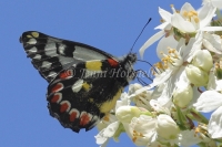 Red-Spotted Jezebel – Delias aganippe