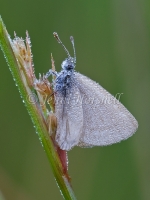 Skipper 1372