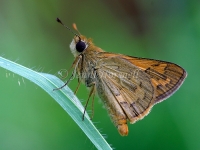 Skipper 2341