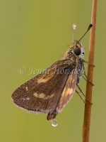 Skipper 3719