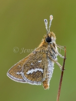 Skipper 5687