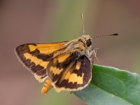 Skipper 6057