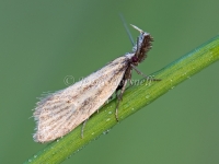 Ubida ramostriellus 9540