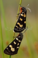 Vine Moths
