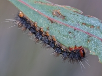 Caterpillar 2786