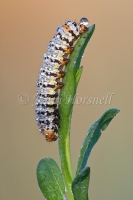 Caterpillar 6364
