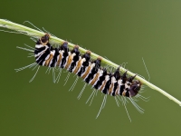 Crow Moth Larvae