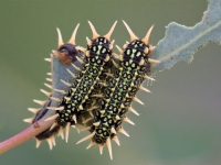 Cup Moth Larvae 4337