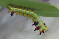Larvae 4392