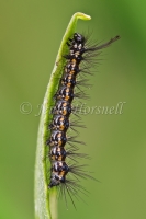 Nyctemera amicus poss
