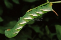 Privet Hawk Moth Larvae