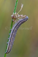 Spodoptera mauritia