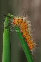 Tussock Moth Larvae 7434