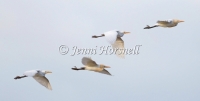 Cattle Egret - Ardea ibis 8230