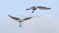 Cattle Egret - Ardea ibis 8248