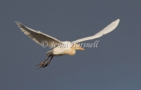 Cattle Egret - Ardea ibis 8278