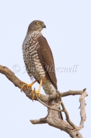Collared Sparrowhawk - Accipiter cirrocephalus 2360