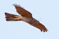Collared Sparrowhawk - Accipiter cirrocephalus 2367