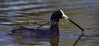 Eurasian Coot - Fulica atra 0142