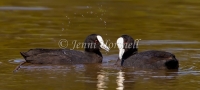 Eurasian Coot - Fulica atra 0148