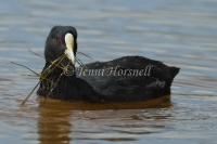 Eurasian Coot - Fulica atra 0596